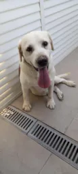 desconhecido