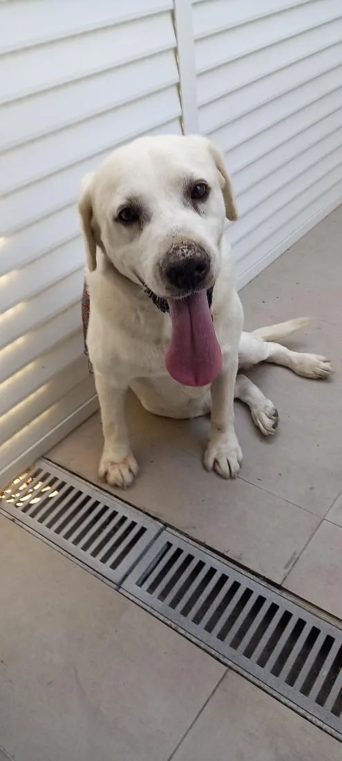 Cachorro raça Labrador idade 3 anos nome desconhecido