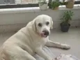 desconhecido