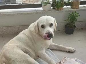 Cachorro raça Labrador idade 3 anos nome desconhecido