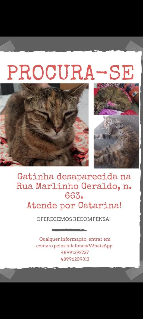 Gato raça SRD-ViraLata idade 6 ou mais anos nome Catarina