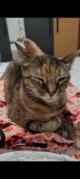 Catarina