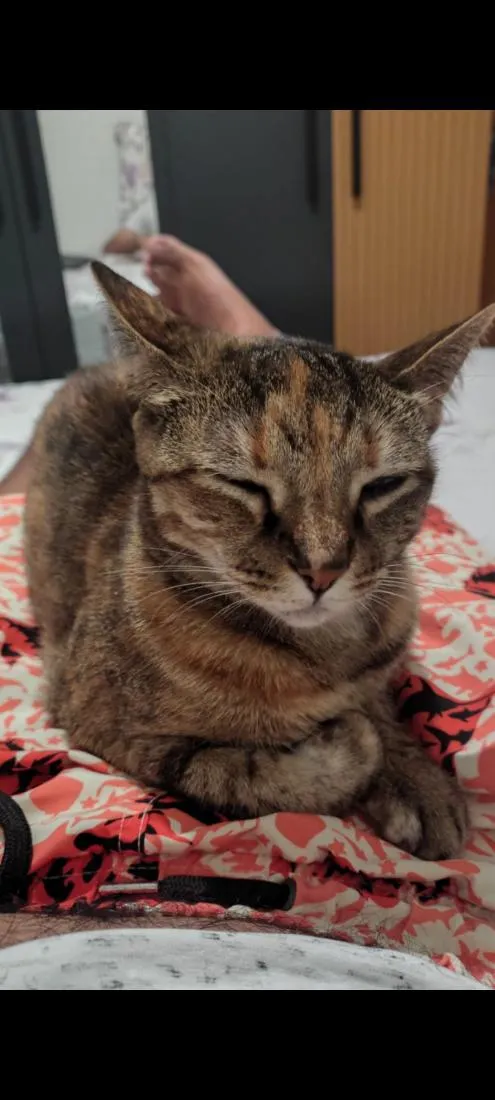 Gato raça SRD-ViraLata idade 6 ou mais anos nome Catarina