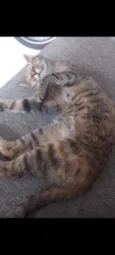 Catarina