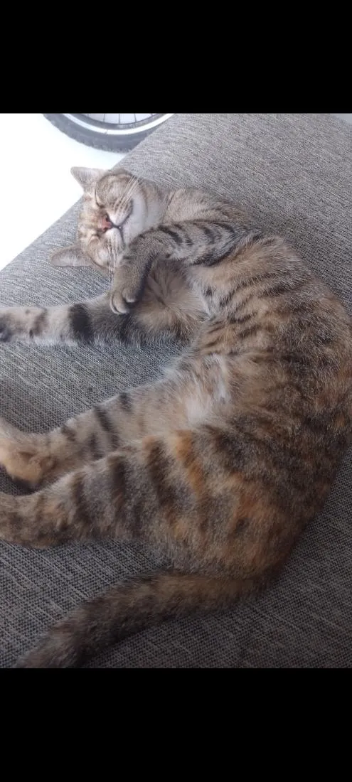 Gato raça SRD-ViraLata idade 6 ou mais anos nome Catarina