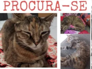 Gato raça SRD-ViraLata idade 6 ou mais anos nome Catarina