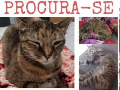 Gato raça SRD-ViraLata idade 6 ou mais anos nome Catarina