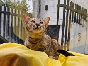 Gato raça SRD-ViraLata idade 2 a 6 meses nome Rajá 