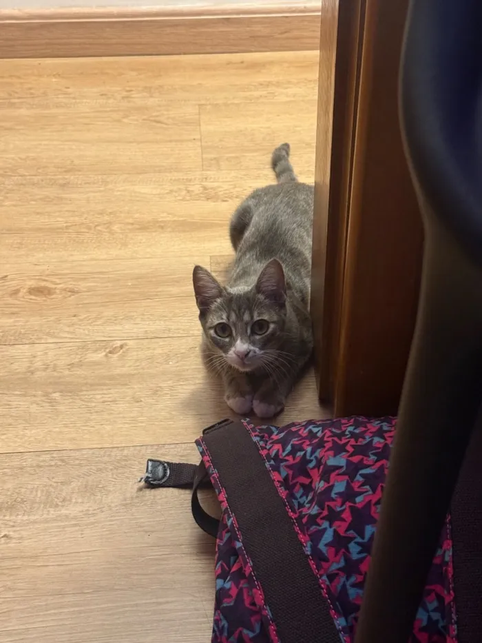 Gato raça SRD-ViraLata idade 7 a 11 meses nome Lina 