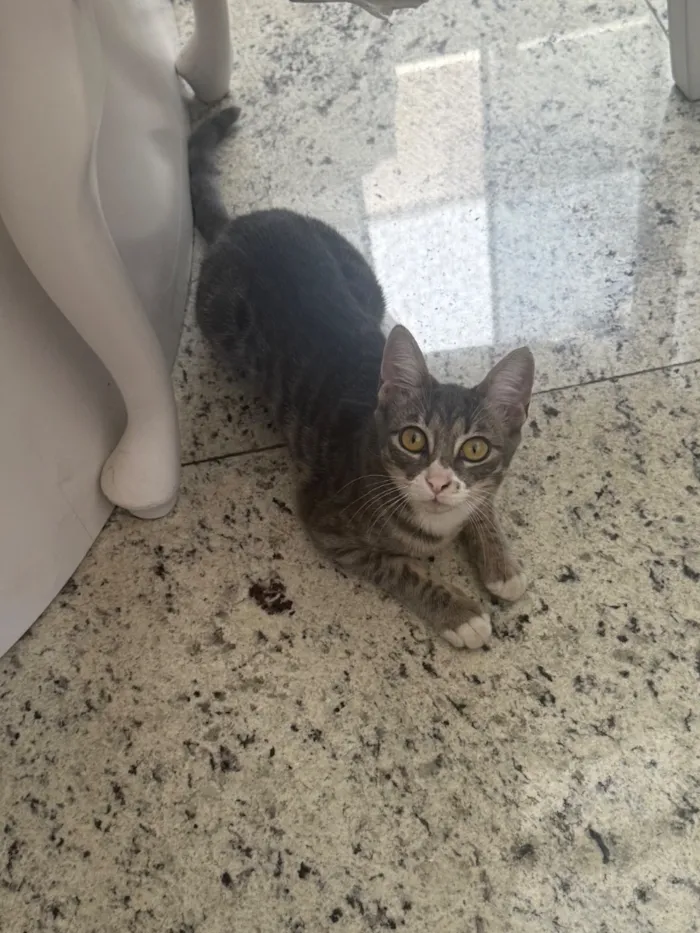Gato raça SRD-ViraLata idade 7 a 11 meses nome Lina 