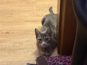 Gato raça SRD-ViraLata idade 7 a 11 meses nome Lina 