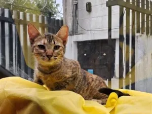 Gato raça SRD-ViraLata idade 2 a 6 meses nome Rajá 