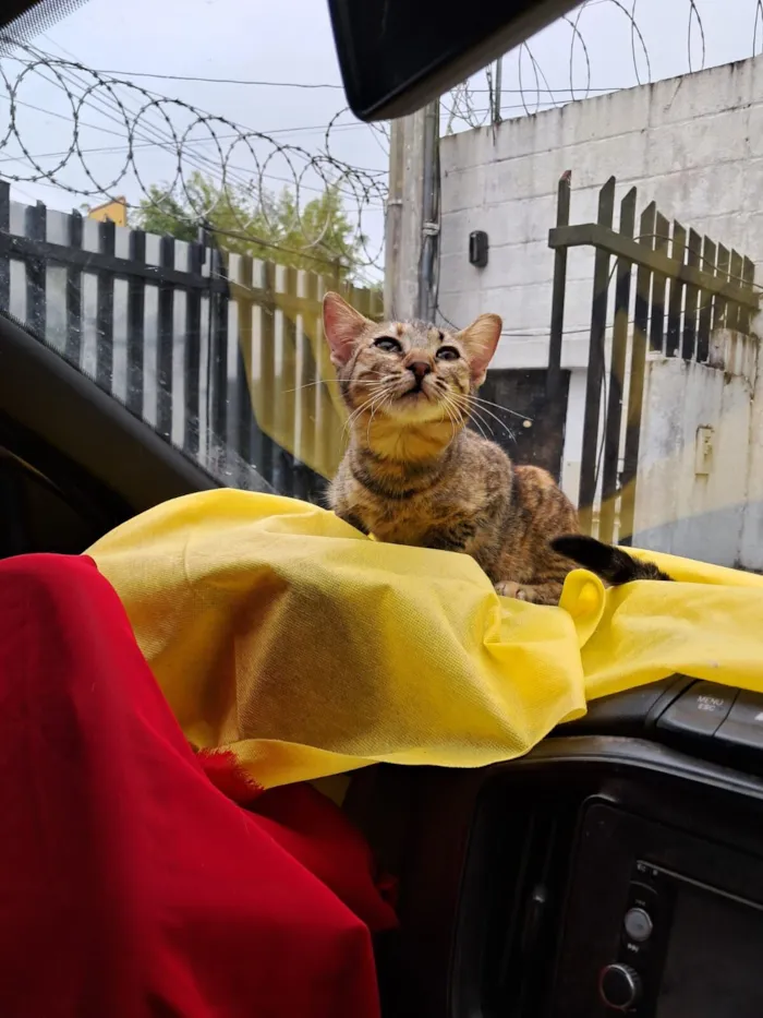 Gato raça SRD-ViraLata idade 2 a 6 meses nome Rajá 