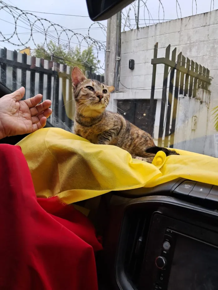 Gato raça SRD-ViraLata idade 2 a 6 meses nome Rajá 