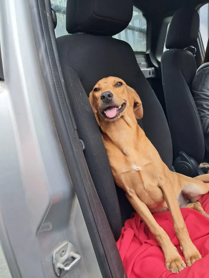 Cachorro raça SRD-ViraLata idade 2 a 6 meses nome Jade