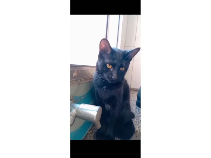 Gato raça SRD-ViraLata idade 2 a 6 meses nome Uruz e Berkana