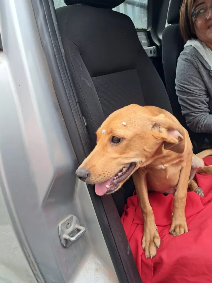 Cachorro raça SRD-ViraLata idade 2 a 6 meses nome Jade