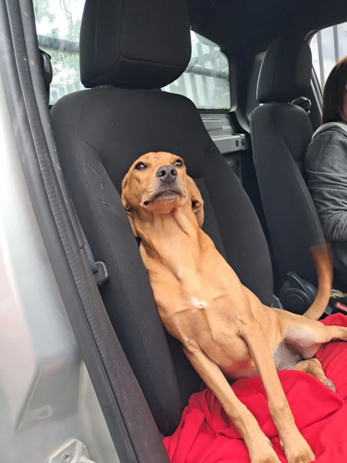 Cachorro raça SRD-ViraLata idade 2 a 6 meses nome Jade