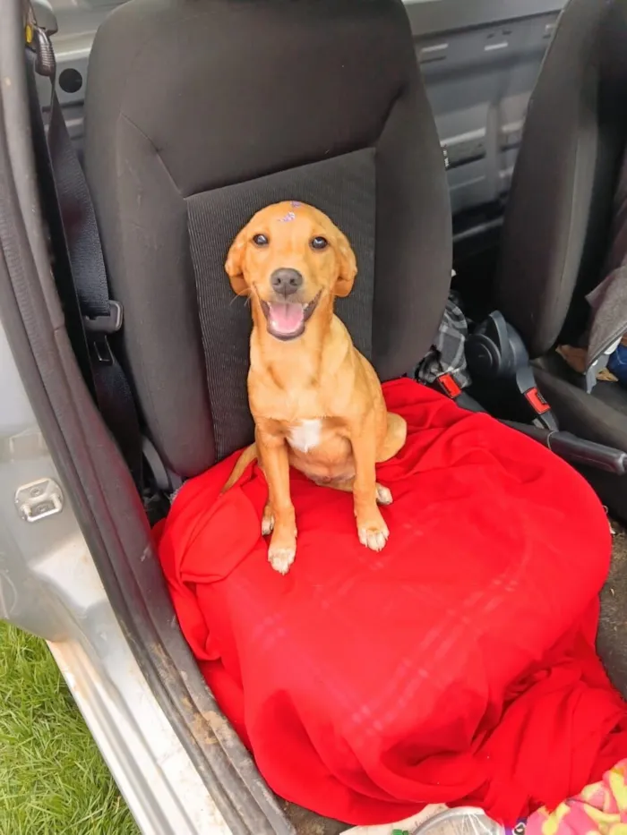 Cachorro raça SRD-ViraLata idade 2 a 6 meses nome Jamine