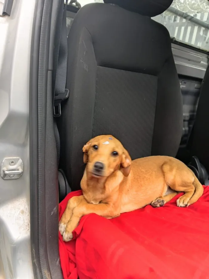 Cachorro raça SRD-ViraLata idade 2 a 6 meses nome Jamine