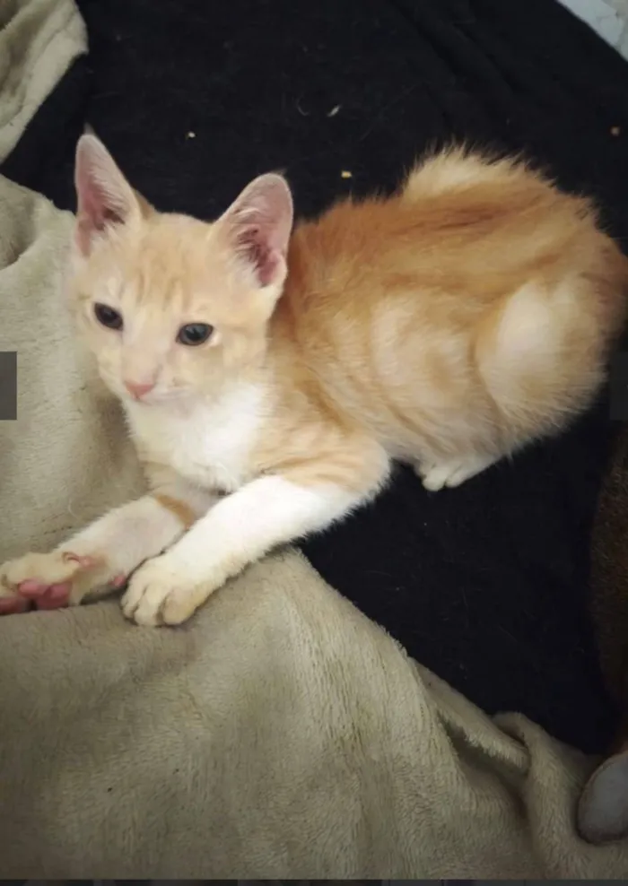 Gato raça SRD-ViraLata idade 2 a 6 meses nome Léo 