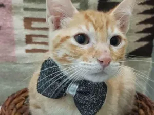 Gato raça SRD-ViraLata idade 2 a 6 meses nome cadu