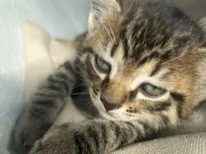 Gato raça SRD-ViraLata idade Abaixo de 2 meses nome Sun