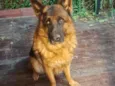 Rambo