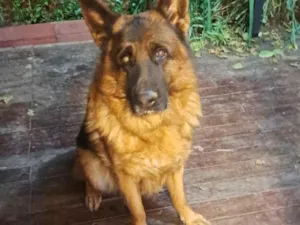 Cachorro raça Pastor Alemão idade 5 anos nome Rambo