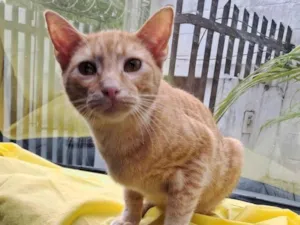 Gato raça SRD-ViraLata idade 2 a 6 meses nome Elvis