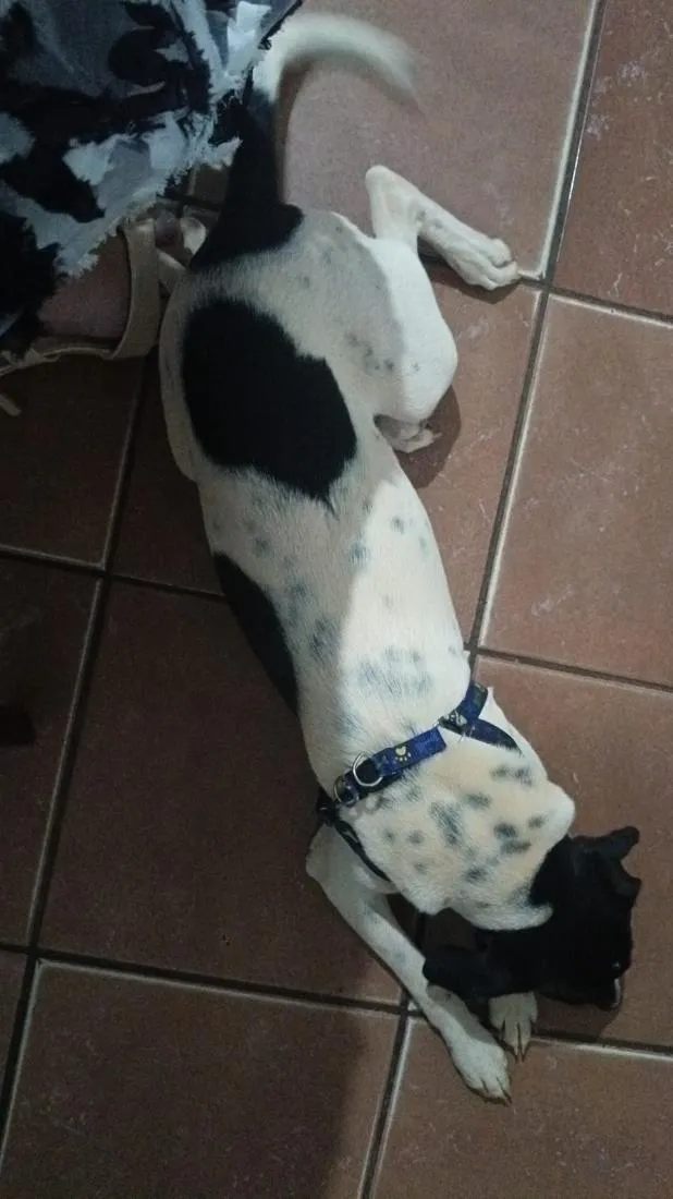 Cachorro raça SRD-ViraLata idade 2 anos nome Mel 