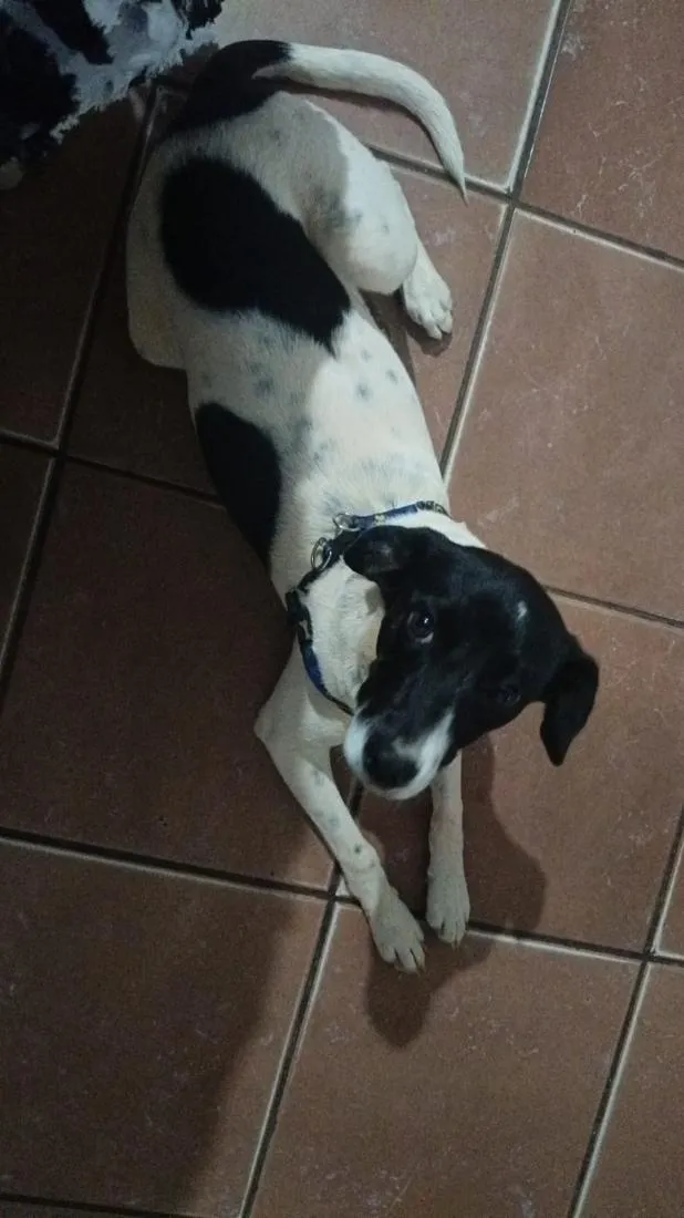 Cachorro raça SRD-ViraLata idade 2 anos nome Mel 