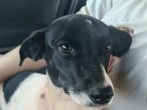 Cachorro raça SRD-ViraLata idade 2 anos nome Mel 