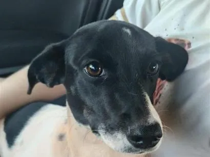 Cachorro raça SRD-ViraLata idade 2 anos nome Mel 