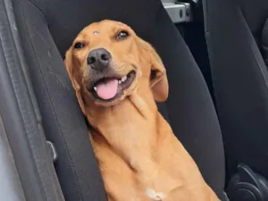 Cachorro raça SRD-ViraLata idade 2 a 6 meses nome Jade