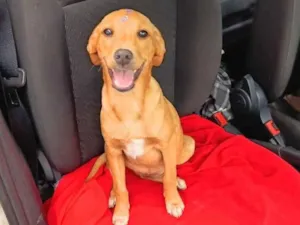 Cachorro raça SRD-ViraLata idade 2 a 6 meses nome Jamine
