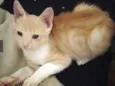 Léo 