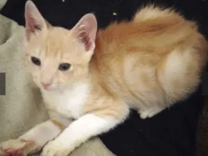 Gato raça SRD-ViraLata idade 2 a 6 meses nome Léo 