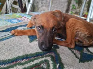 Cachorro raça SRD-ViraLata idade 2 a 6 meses nome Nao tem nome 