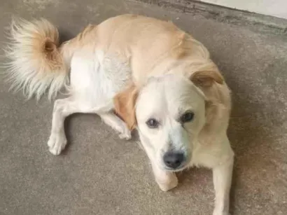 Cachorro raça SRD-ViraLata idade 7 a 11 meses nome Sírius 