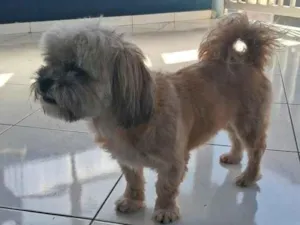 Cachorro raça Shitzu idade 5 anos nome Chico