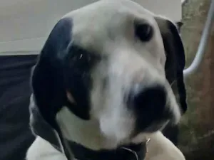 Cachorro raça Dálmata idade 2 anos nome Lara 