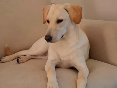 Cachorro raça SRD-ViraLata idade 7 a 11 meses nome Ana