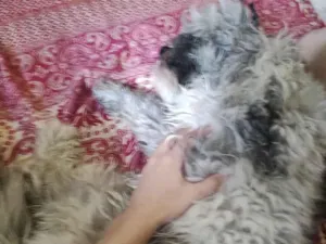 Cachorro raça Shitzu idade 1 ano nome não possui