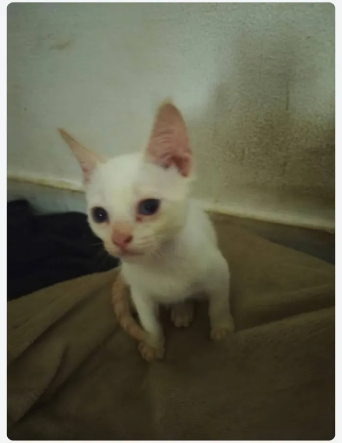 Gato raça SRD-ViraLata idade 2 a 6 meses nome Clara
