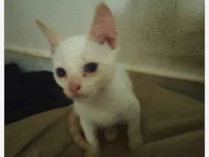 Gato raça SRD-ViraLata idade 2 a 6 meses nome Clara