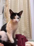 Zequinha 