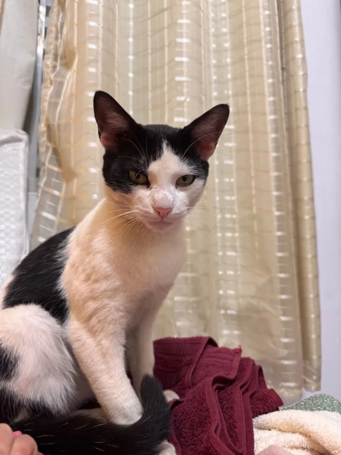 Gato raça SRD-ViraLata idade 7 a 11 meses nome Zequinha 