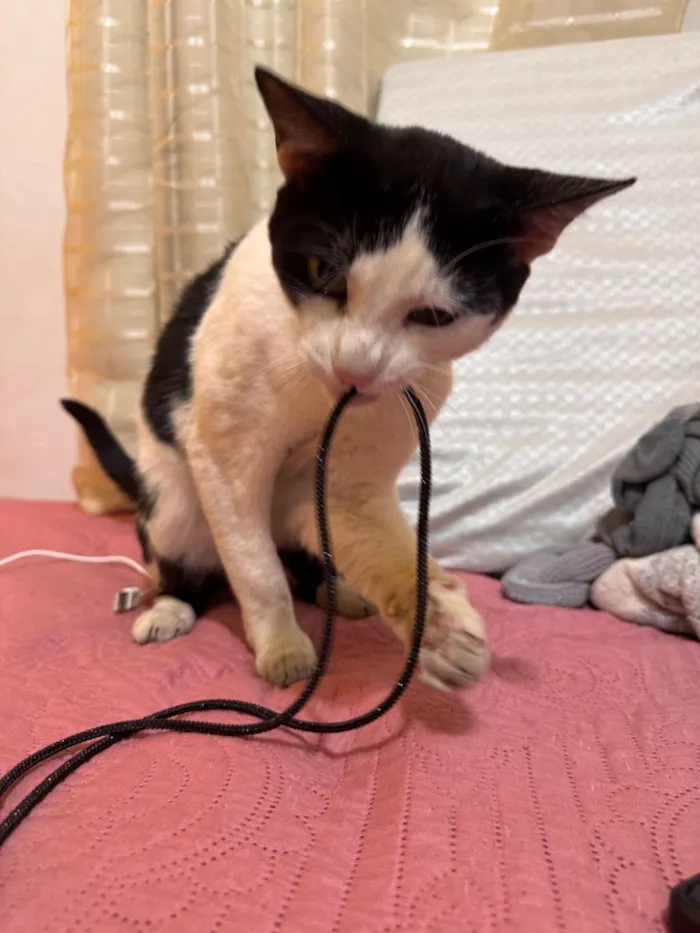 Gato raça SRD-ViraLata idade 7 a 11 meses nome Zequinha 