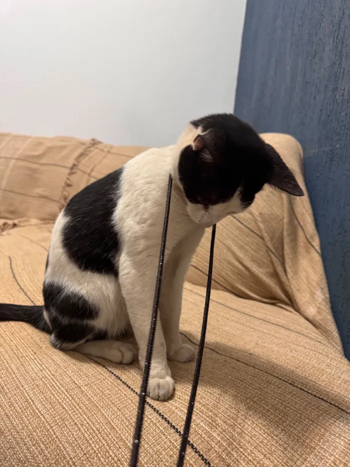 Gato raça SRD-ViraLata idade 7 a 11 meses nome Zequinha 